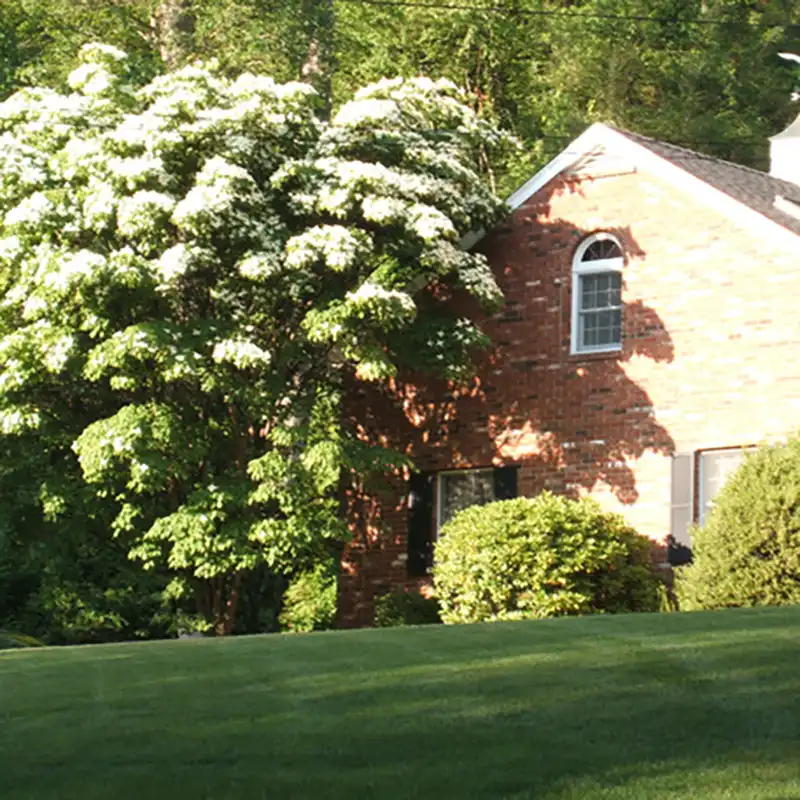 using shade trees for cooling